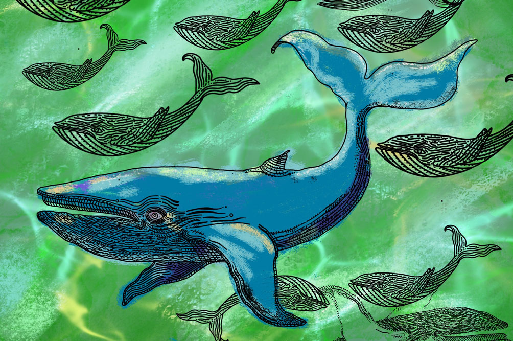 Illustration of a pod of whales