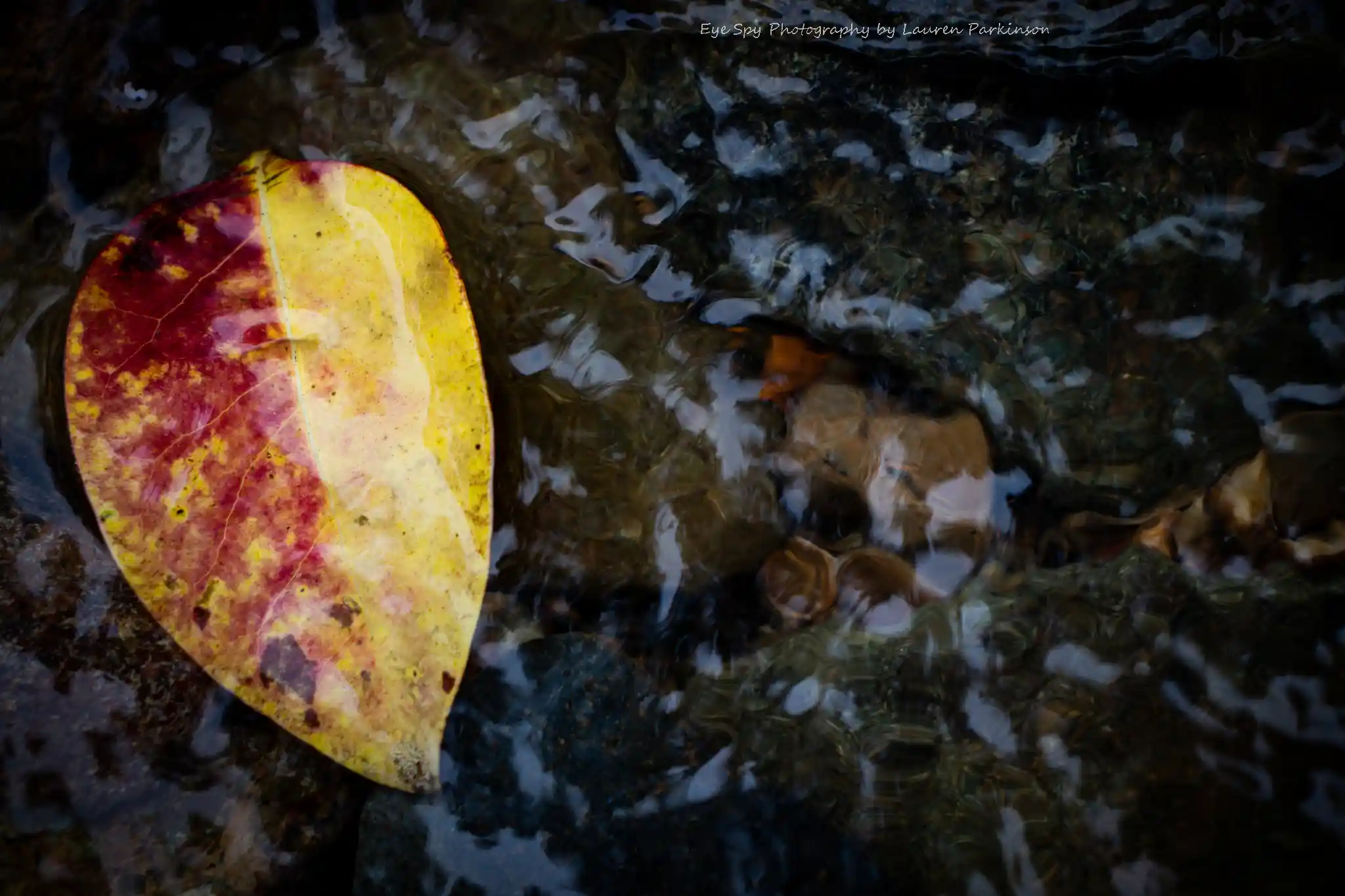 leaf Lauren Parkinson