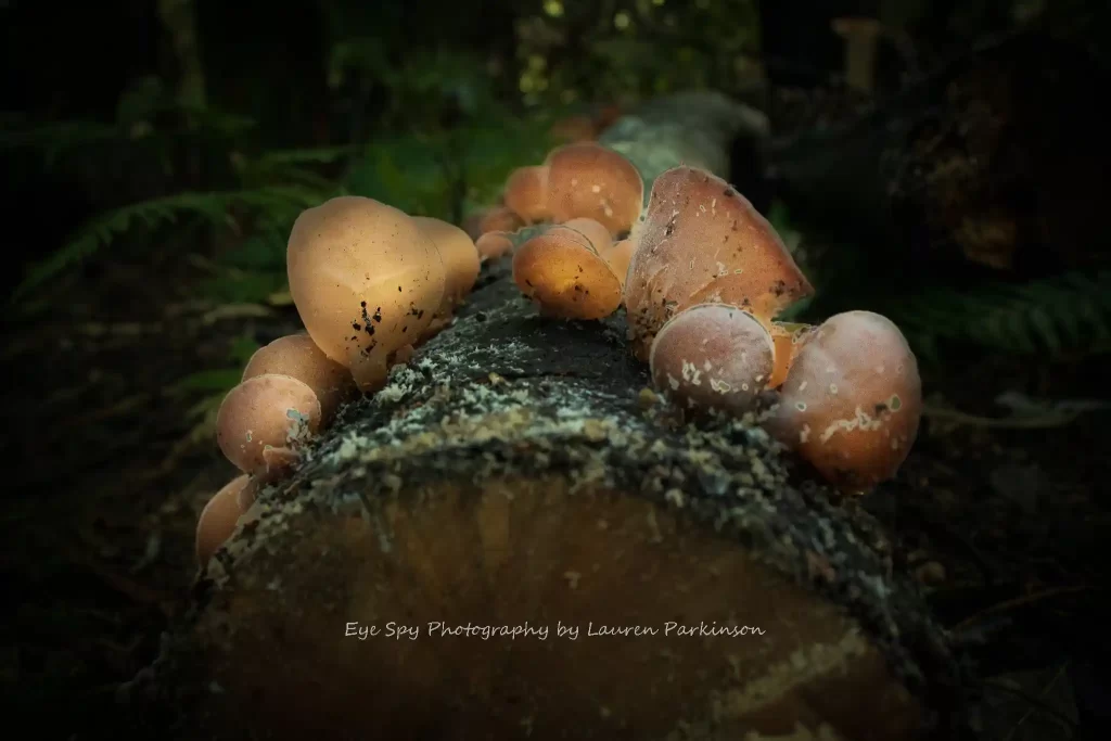 Lauren Parkinson - Mushrooms