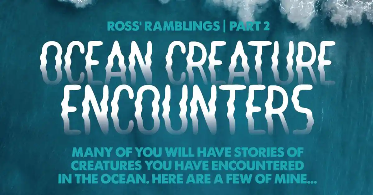 Ross Liggins - Ocean Creature Encounters