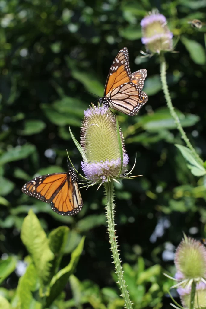 Monarchs and Teasel - Coromind Magazine Issue 10  - Art, Community Collaborative