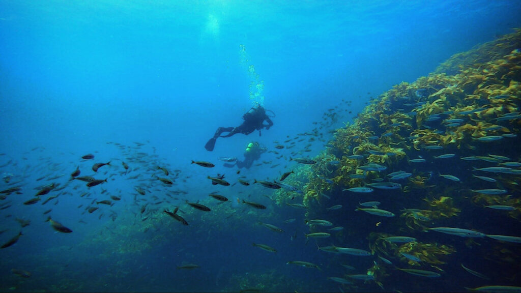 dive zone whitianga courses of diving