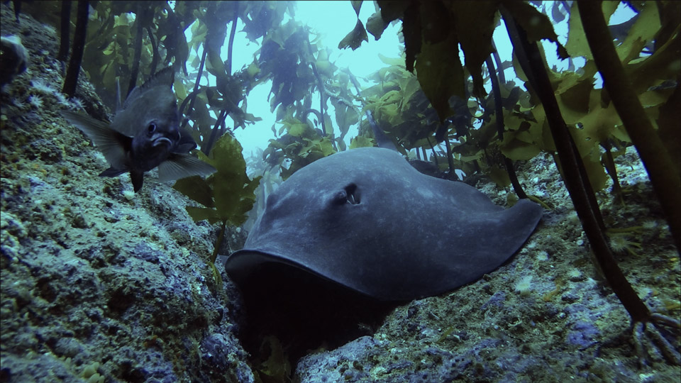 stingray while dive zone crew is working